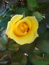 گل رز چینی,Rosa chinensis Minima,Mutabilis

